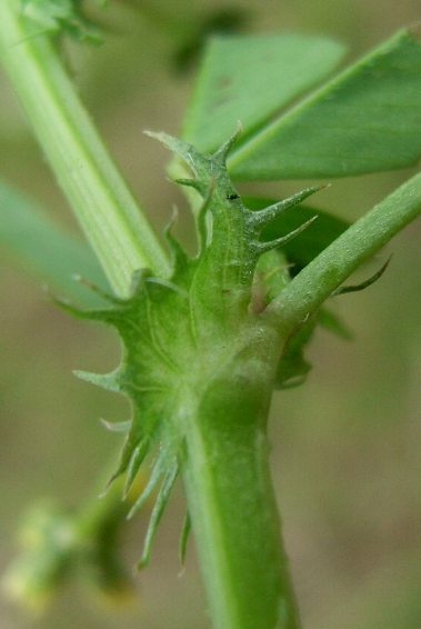 Medicago polymorpha / Erba medica polimorfa